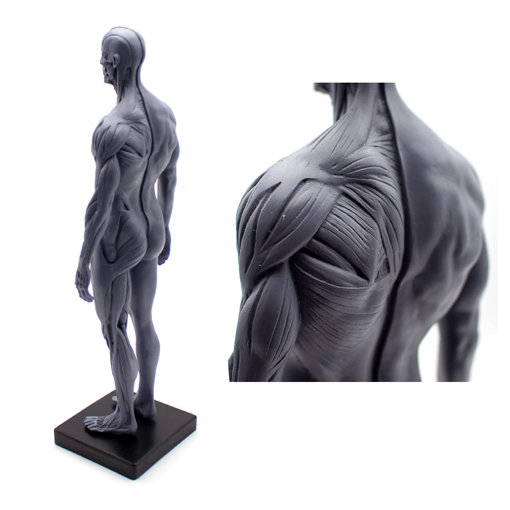 Model ludzkiej budowy, anatomia układu ruchowego, rzeźba z czaszką, model ciała głowy, model układu ruchu 1:6, odpowiedni dla malarzy, rzeźbiarzy (mężczyzn i kobiet)