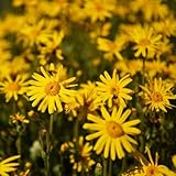 arnika bio - extrem winterharte kübelpflanzen gartenpflanzen mehrjährig luftreinigende zimmerpflanzen kübelpflanzen für pralle sonne bienenweide 150samen