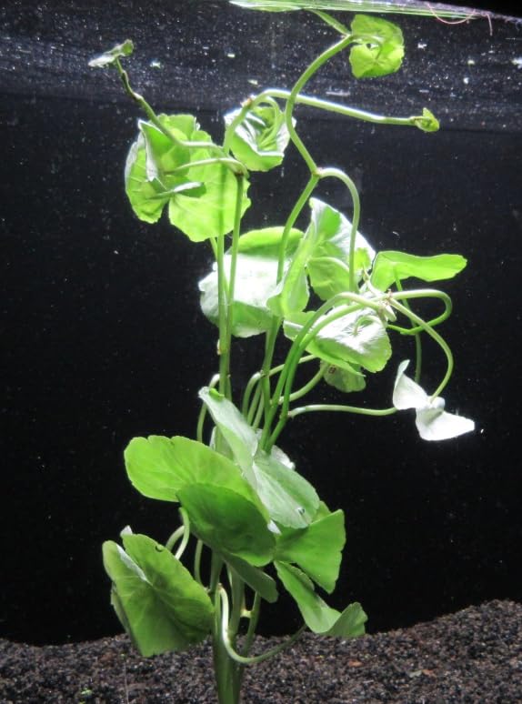 florari Hydrocotyle leucocephala/Brasilianischer Wassernabel im Bund