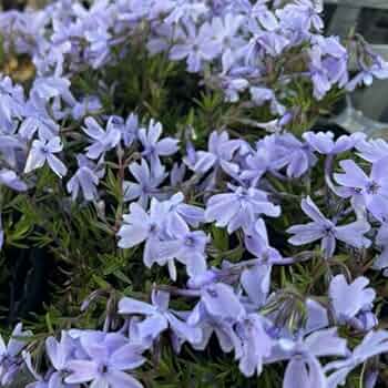 芝桜孝明 楽天市場】宿根草 芝桜 ( シバザクラ ) 紫系花 1株 グランド