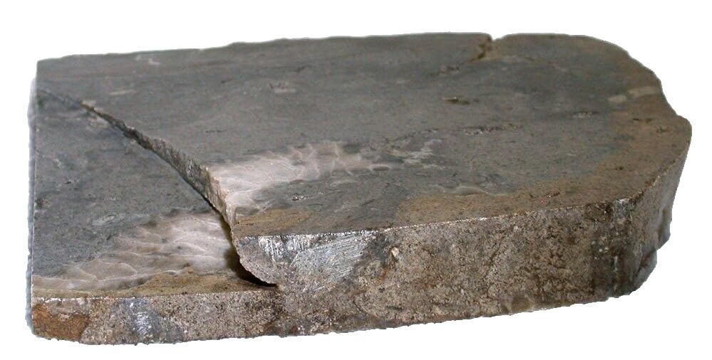 FossiI Specimen Large Plate Michigan 6 1/2 Inch x 5 1/2 Inch x 1 Inch FS1