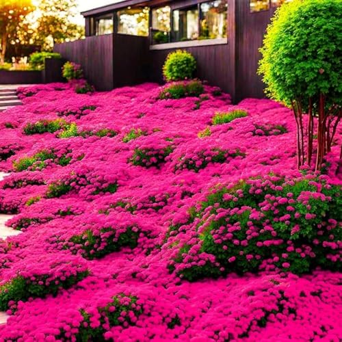 20000 Creeping Thyme Seeds for Planting - Magic Creeping Thyme Seeds Ground Cover Plants Seeds, Heirloom Non-GMO Thymus Serpyllum