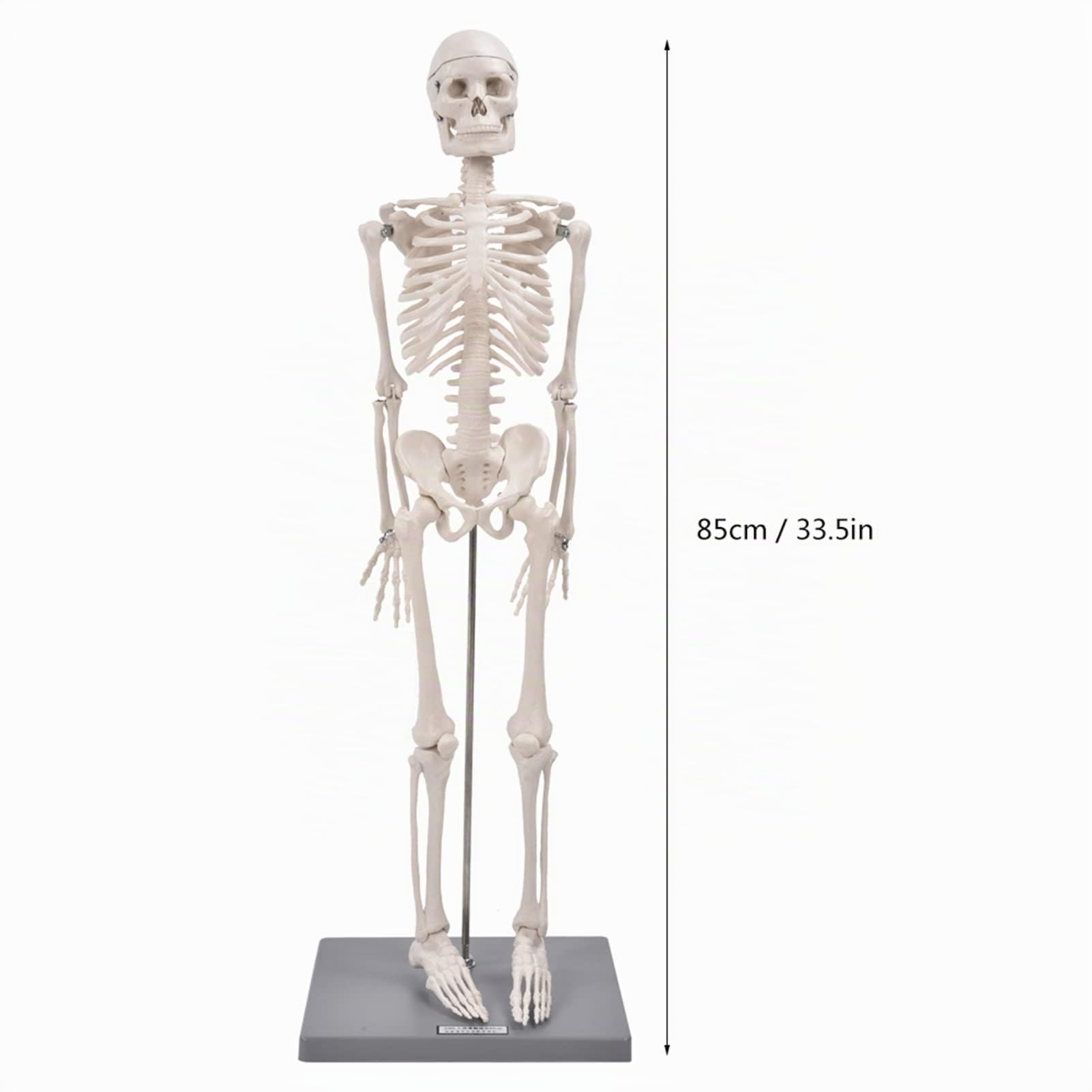 Modelo de Esqueleto Modelo de Esqueleto Humano de 85 cm con Herramienta de Experimentación Orgánica para Uso Pedagógico Anatómico