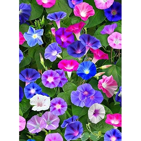 Ipomoea Tricolor Mixed Color Seeds by zellajake Cover