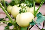 Tomate'White Beefsteak' - variedad blanca - semilla