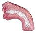 California Exotics Deep Throat Stroker
