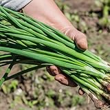 semillas de cebolleta resistentes - cebolleta silvestres, cebolletas raras, orgánicas 35pcs