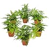 6x Varen Mix – Buitenvaren – Varen – Winterhard – ⌀12 cm – 20-30 cm