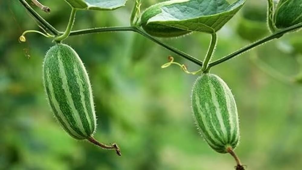 Pointed gourd root plant live pack of 2 of 1 male 1 female live plant, (B0D2D4J7C9) Amazon Price History, Amazon Price Tracker