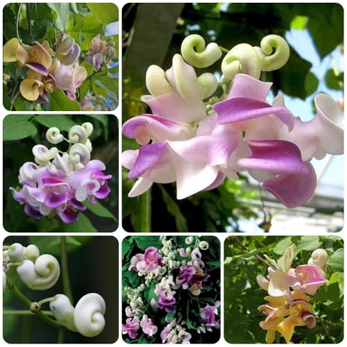 semi di fagioli di lumaca, decorazione del giardino per esterno Vigna Caracalla, semi da giardino resistenti 20pcs