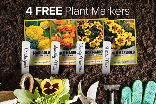 Marigold Seeds For Planting Outdoors (4 Variety Pack) French Marigold Petite Mix, Dainty Marietta, Sparky, And African Marigold Seeds Crackerjack For Pollinators Wildflower Seed By Gardeners Basics #TOP4