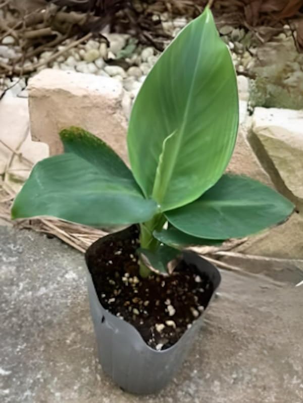 Amazon.co.jp: 【モンキーバナナの苗】矮性品種 小さな庭やベランダ