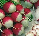 Portal Cool Vehículo orgánico - Rábano - Bengala - 4000 Semillas - Grande