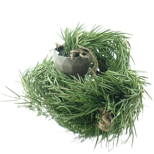 Gasper Ampelflanze Hoya linearis im Topf - Kunstpflanzen