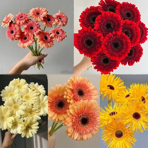 semillas de gerberas semillas de resistentes perennes, perennes resistentes, prado silvestres 500pcs