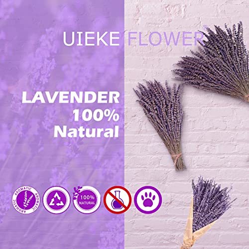 Dried Lavender Bundles, Uieke Natural Dried Lavender Flowers 280-300 Stems 16“ for Home Weeding Decoration Flower Arrangements Home Fragrance 2 Bundles