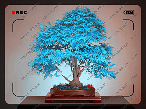 50pcs/bag blue maple tree seeds rare Canada bonsai Purple Maple Bonsai Plants Trees for flower pot planters - Afbeelding 3