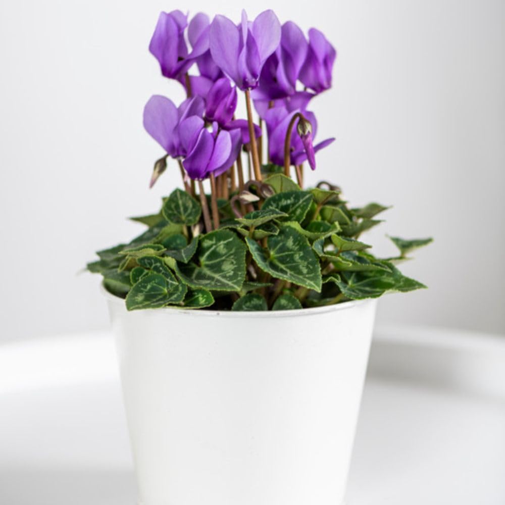 Cyclamen persicum ‘Dragon Blue’ 3 x 9cm Pot Indoor Cyclamen – Florist’s Cyclamen Tender Perennial – Unique Lilac Blue Winter Flowering Houseplant for Pots, Containers & Gifts – by Thompson & Morgan