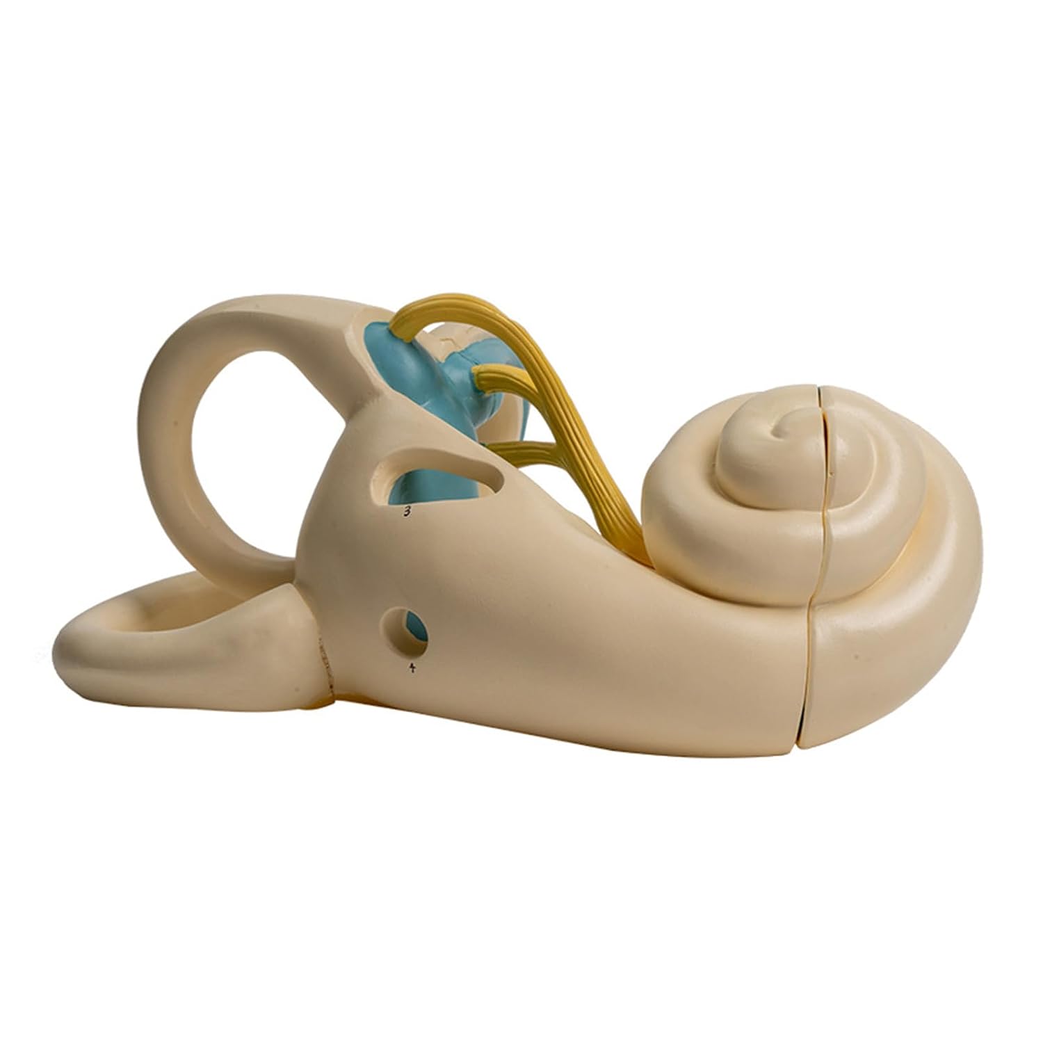 Anatomical Internal Ear Model Enlarged Human Internal Ear Anatomy Model Shows Detail of Inner Cochlear Structure Incised Cochlea Display