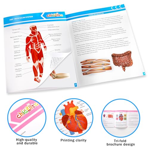 16-Pack Anatomy Study Guides