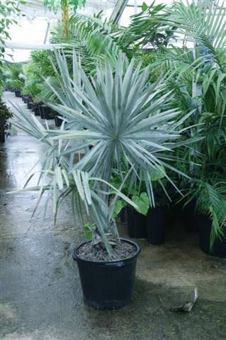 Mphmi Nurseryplant Bismarckia nobilis blue form - Plant