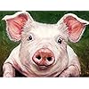 Reofrey 5d Varken Diamond Painting Volwassenen Beginners Kits, DierenDiamant Schilderij Kits Kristal Strass Borduurwerk…