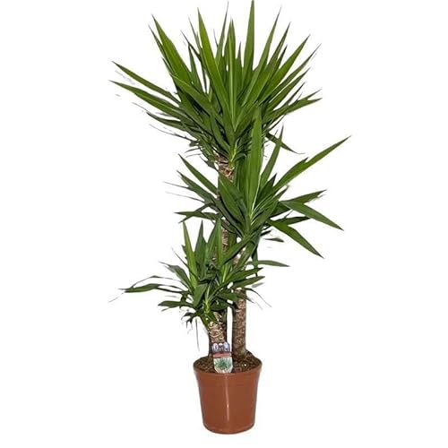 Yucca. Garden Talamonti.