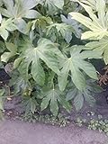 Green Fatsia Japonica (Japanese aralia) - Live Plant - Full Gallon Pot