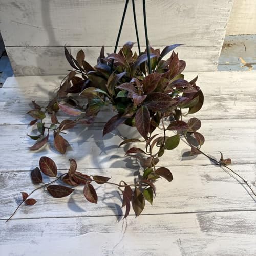 z IuXN A 4݂ 1112Beꂩ22cm Lso