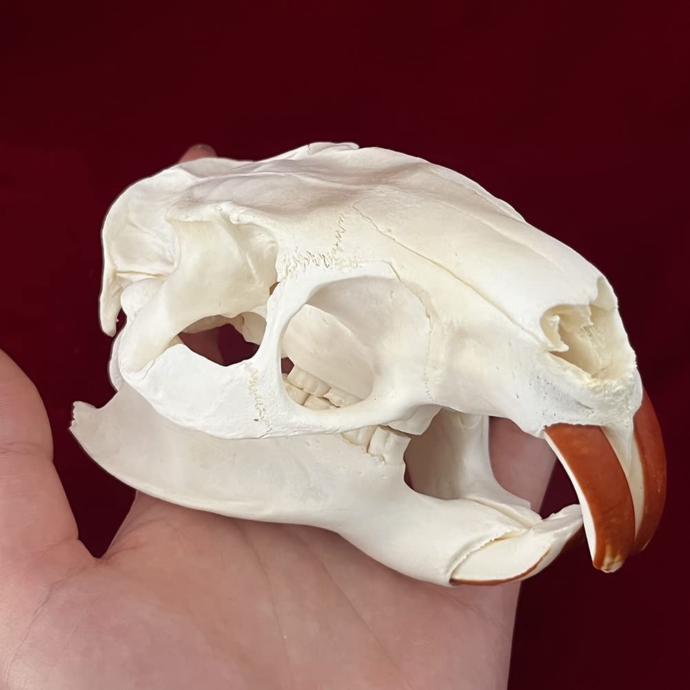 Echter Tierschädel von Hund/Biber/Fuchs/Waschbär/Katze/Bisamratte/Nerz/Kaninchenschädelproben für Heimtextilien Sammlerstücke Studie(Beaver)