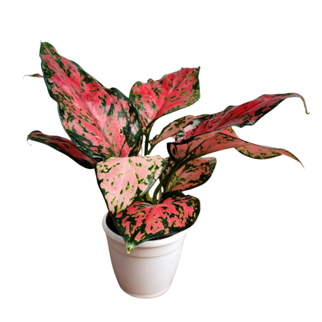 CAPPL Rare Red Aglaonema: Indoor Air Purifier Plant for Vibrant Home and Office Decor (B0BRZVVMB5) Amazon Price History, Amazon Price Tracker
