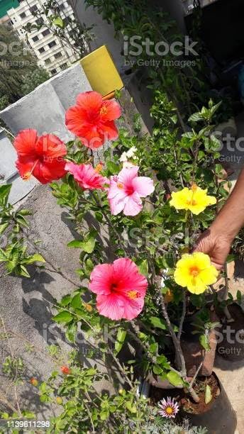 Manju Nursery 3-4 Colour Multi Grafted Hybrid Variety Hibiscus Rose Mallow Joba Flower Live Plant 1.5-2 Ft