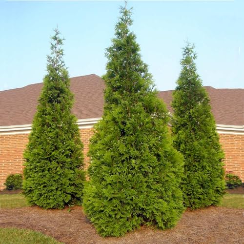 Brighter Blooms - Thuja Green Giant, 3-4 Feet - Live Plant - No Shipping to AK, AZ, HI, OR