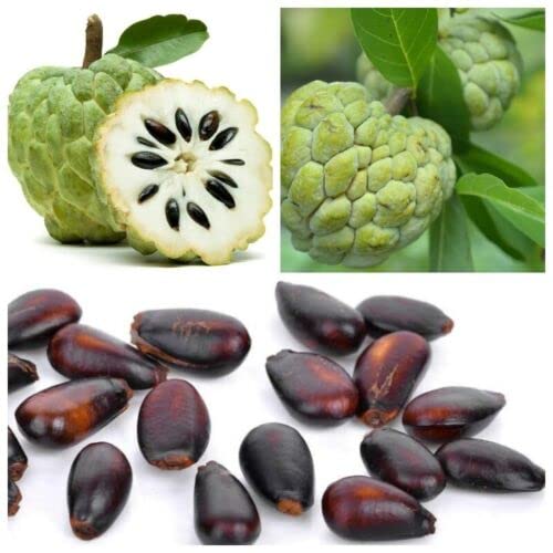 20 Sweetsop Graviola Guanabana Annona Muricata Fruit Tree Seeds Fresh Tropical Fruit