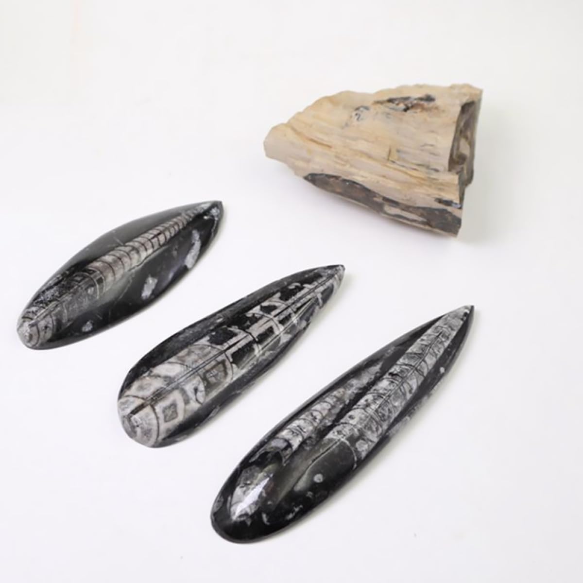Cabilock Juguete Educativo Fósil de Ortoceras Negro, Espécimen Mineral para Desarrollar Creatividad Función Decorativa, Adecuado para Laboratorio Científico y Día del Niño