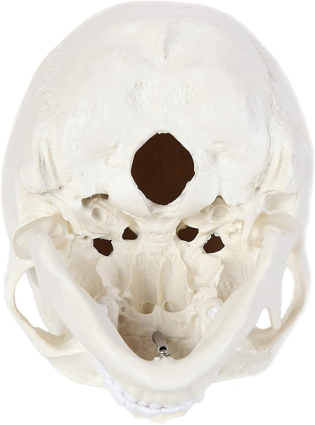 Alikeke Human Skull Anatomical Model, Human Anatomy Head Skeleton Model 4.5x3.5x3.5 in, Includes Full Set of Teeth, Removable Skull Cap and Articulated Mandible