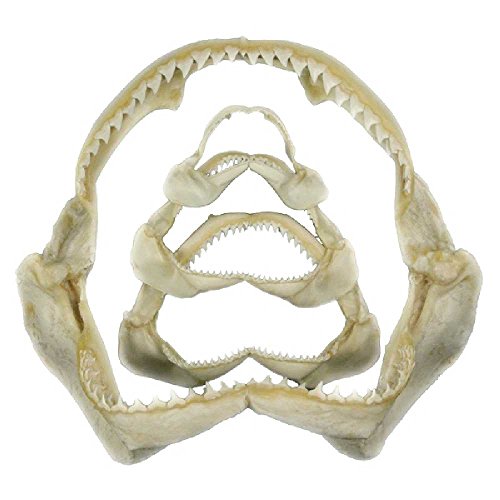 Naturosphère - Mer et Coquillages C35 - Mâchoire de Requin de récif - Taille 16 à 20 cm – vue 2