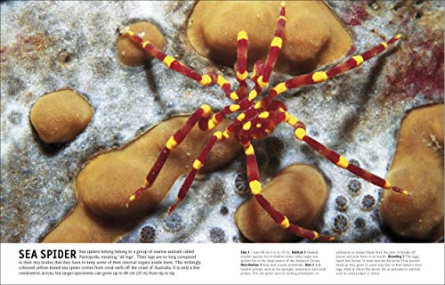 Our World in Pictures The Animal Book (DK Our World in Pictures) - Image 3