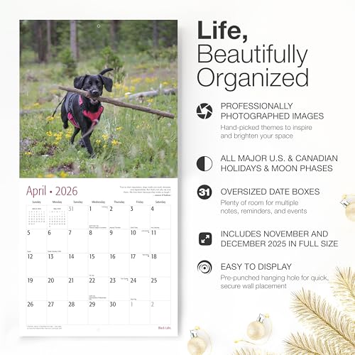 Image of RED EMBER Black Labs 2026 Wall Calendar 12 Month | 12 inch x 24 inch Open | Thick & Sturdy Paper | Giftable| Cute Labrador Retriever Puppy Dog Calendar 2026