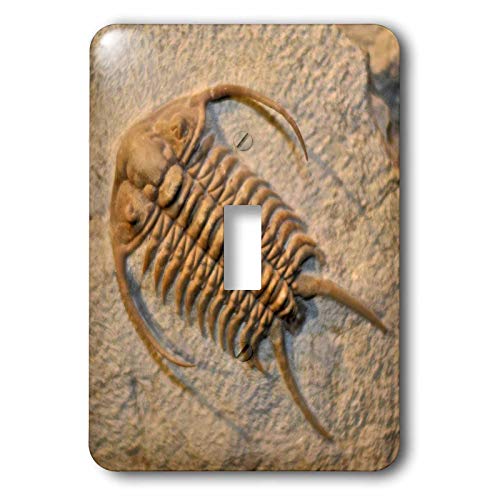 Interrupteur Cheirurus exsul Russie pour déco salon et bureau d'histoire