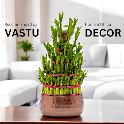 Image of Amulya Farms Live Lucky Bamboo 5 layer plant in Metal Pot | Indoor Bamboo Plants for Home, Living Room, Balcony, Office desk & Kitchen Decoration | Vastu Plant | (Plant in Metal Pot with Rubber Grips)