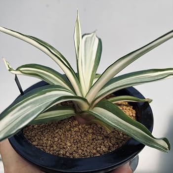 Amazon｜多肉植物：アガベ デスメティアナ ホワイト*｜観葉植物