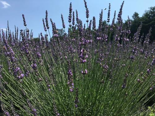 Image of Live Lavender Plant with Pot | Aromatic Plant Live | Flowering Lavender Shrub for Home Garden Balcony Terrace Indoor Outdoor