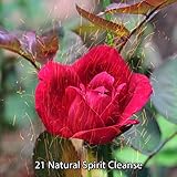 覚醒した心の自然記録