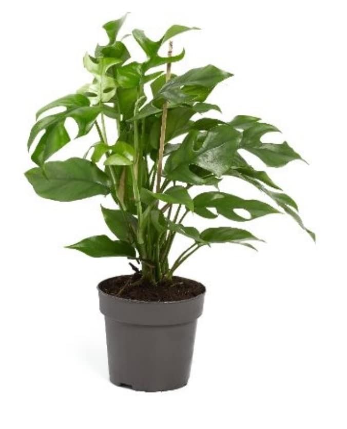 Monstera Minima Rhaphidophora Tetrasperma in 14 cm Pot Approx 40cm Tall