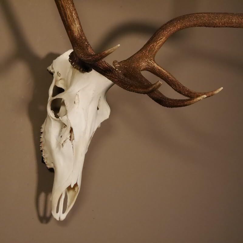 GTK - Geweihe & Trophäen KRUMHOLZ 8 Ender Rothirsch Geweih mit ganzer Nase und ganzem Oberkiefer Höhe 117 cm Hirschgeweih Hirsch #70.841