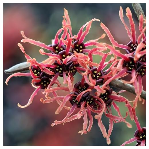 Witch Hazel Hamamelis x Intermedia 'Ruby Glow' in a 2L Pot
