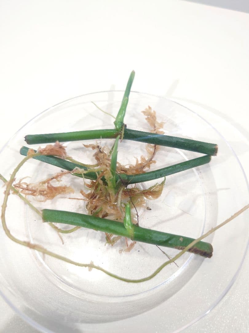 Monstera Escalate Stem Germination, Rooted Nekoposu