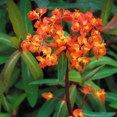 - Euphorbia Griffithii 'Fireglow' Seeds