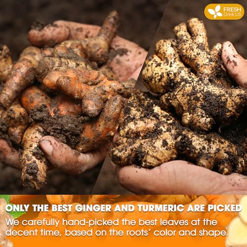 Image of FRESHDRINKUS Premium 65 Turmeric Ginger Tea Bags, 100% Natural Ingredients, Hand-made Blend of and Ginger, Eco-conscious Bags. Herbal Tea. No Sugar, Caffeine, Gluten, Vegan.